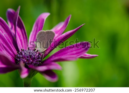 Small butterfly on beautiful purple chrysanthemum flower.