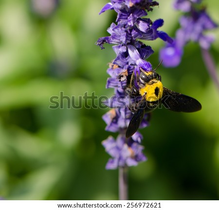 Black and yellow Bumble bee (Bombus terrestris) collecting nectar and pollen from purple lavender flowers