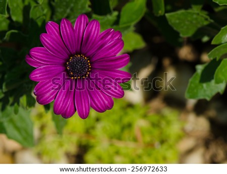 Beautiful deep purple chrysanthemum flower  on green background.