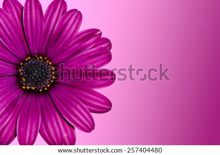 Close up of beautiful purple chrysanthemum flower isolated on purple gradient background.
