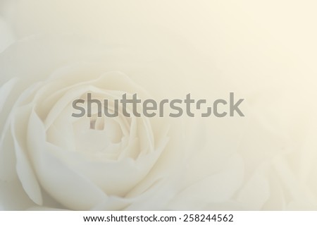 English rose in pastel tone with paper texture for soft background.