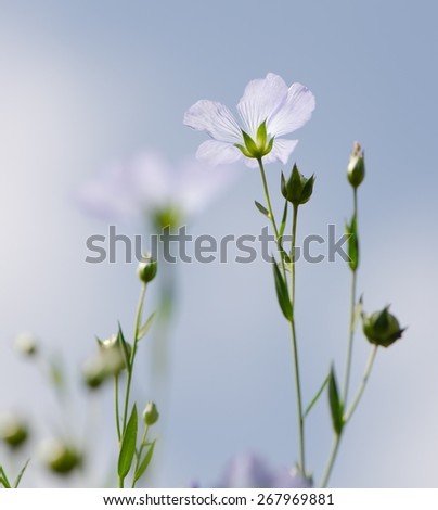 Light blue flowers with blue sky background . Natural background.