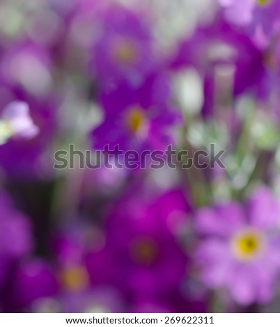 Blurred purple primrose flowers background, nature background, soft background.