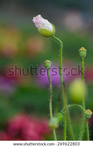 Blooming white poppy flowers in the garden with colorful background.