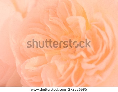 Peach rose petals with paper texture soft background, English Rose, Evelyn rose.
