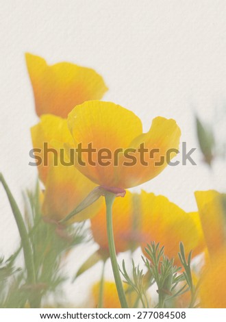 Close up of California golden poppies flowers with paper texture on white background.