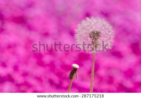 Dandelion flowers with sweet  purple background.