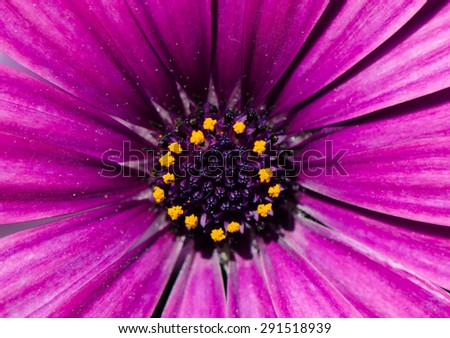 Close up of purple Chrysanthemum flower.