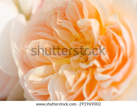 Peach rose petals soft background, English Rose, Evelyn rose.