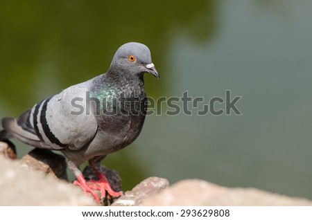 Pigeon standing on the ground near the river, close up.