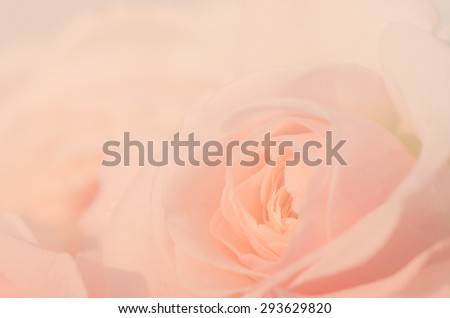 Sweet color, soft background of pink English roses.