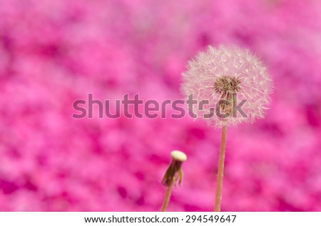 Dandelion flowers with sweet  pink background.
