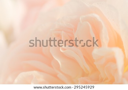 Peach rose petals soft background, English Rose, Evelyn rose.