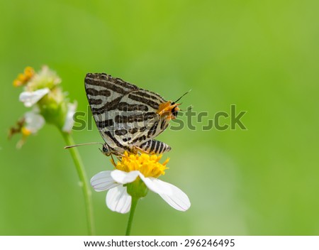 Long-banded Silverline butterfly (Cigaritis lohita) on wild flower with green background.