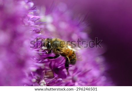 Bee on sweet purple flowers, soft background.