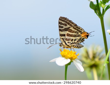Long-banded Silverline butterfly (Cigaritis lohita) on wild flower with blue sky background.