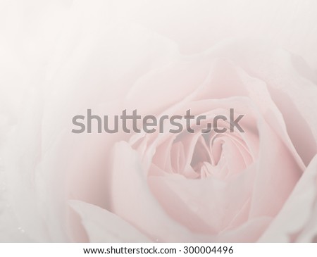 Abraham darby rose (English rose) for the soft background.