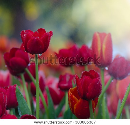 Colorful Tulip flowers foggy sprayed  in the morning.