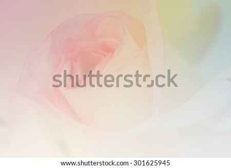 Beautiful moon stone rose in soft style for the background.