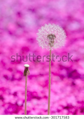 Dandelion flowers with blurred pink background.