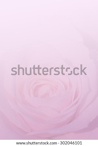 English rose in soft style for the background.