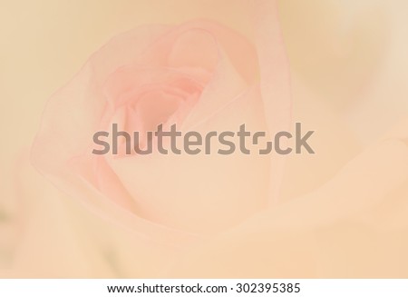 Beautiful moon stone rose in soft style for the background.