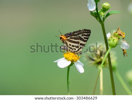 Long-banded Silverline butterfly (Cigaritis lohita) on wild flower, nature background.