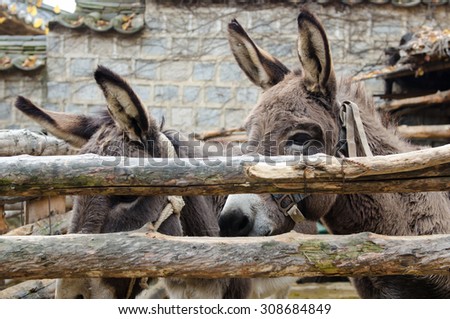 Brown donkey in wooden cage, domestic animals.