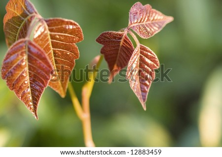 Close-up of new poison ivy leaves at sunrise.