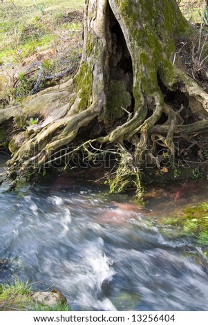 Mangled and water-worn roots of tree on the bank of a small stream.