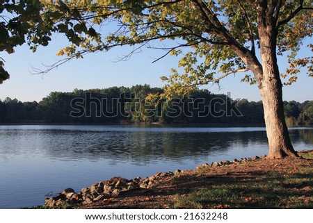 Tennessee River cove with tree