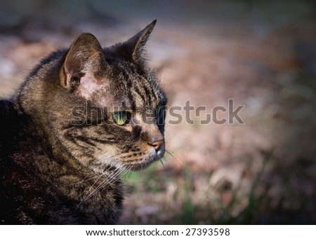 15-year old domestic tabby cat.
