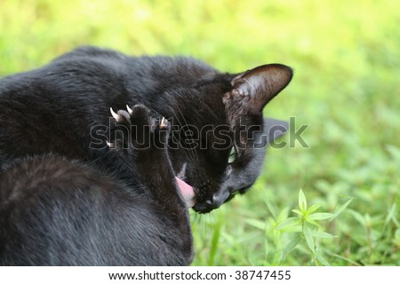 A black cat grooming.
