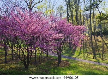 stock photo : Eastern Redbud (Cercis canadensis)