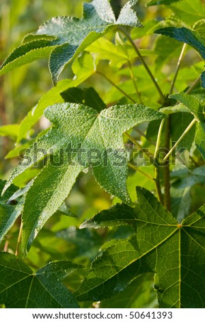 Sweet Gum tree leaves (Liquidambar).