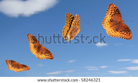 Great Spangled Fritillary Butterflies. Stock Photo 5824