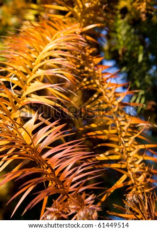 China-fir (Cunninghamia) leaves in fall