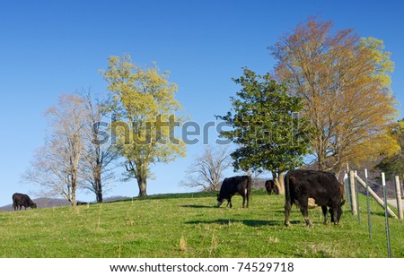 Free range cattle grazing
