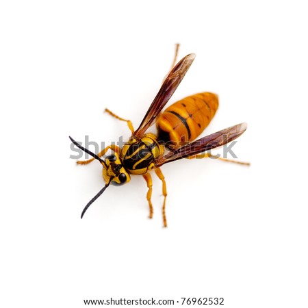 Southern Yellow Jacket Queen Wasp (Vespula squamosa)