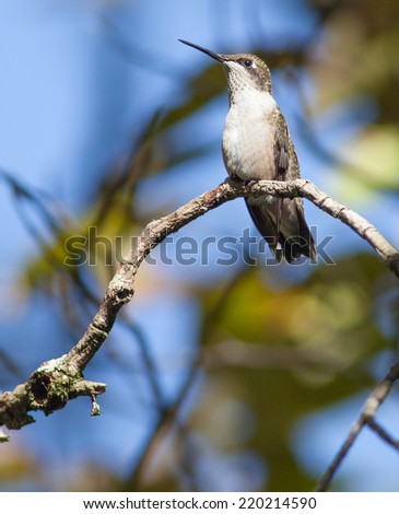 Juvenile male Ruby-throated Hummingbird (Archilochus colubris)