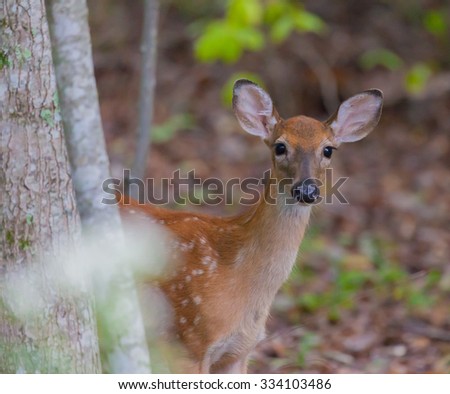 Young White-tailed Deer (Odocoileus virginianus) looking at the camera