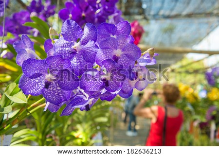Purple Orchid, Vanda hybrids in garden and people
