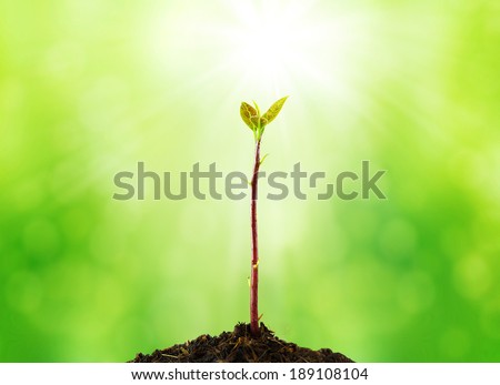 new life on sunny abstract green nature background