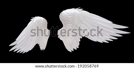 white angel wing isolated