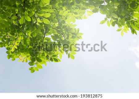Green leaf under the blue skies. Abstract natural backgrounds for your design
