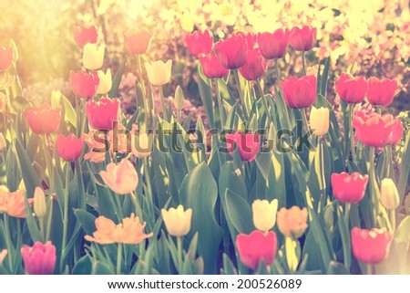 Vintage field with tulips and sunshine