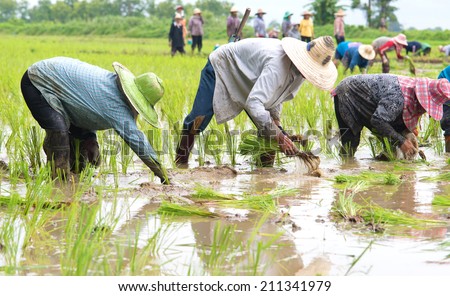 People farmers planted rice seedlings in a field, rural areas and natural.