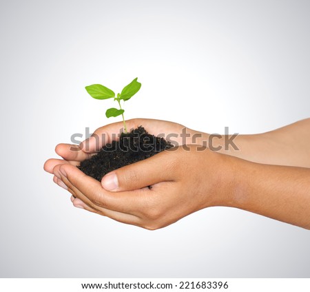 Woman hands holding green sprout with soil ,isolate white background