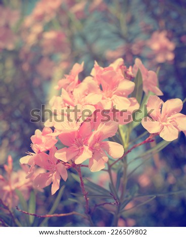 oleander flowers,pink vintage color toned