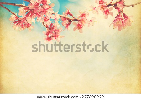 spring sakura pink flower  on sun sky vintage color toned abstract nature  background